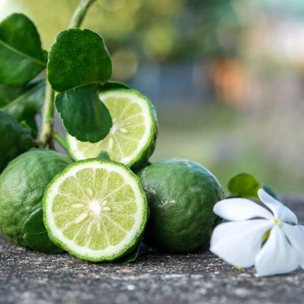 Bergamot - Car Diffuser