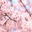 Cherry Blossom - Car Diffuser