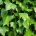 English Ivy - Reed Diffuser