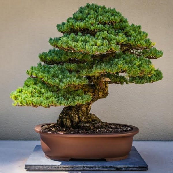 Bonsai - 11oz Candle