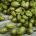 Hops - Room/Linen Spray