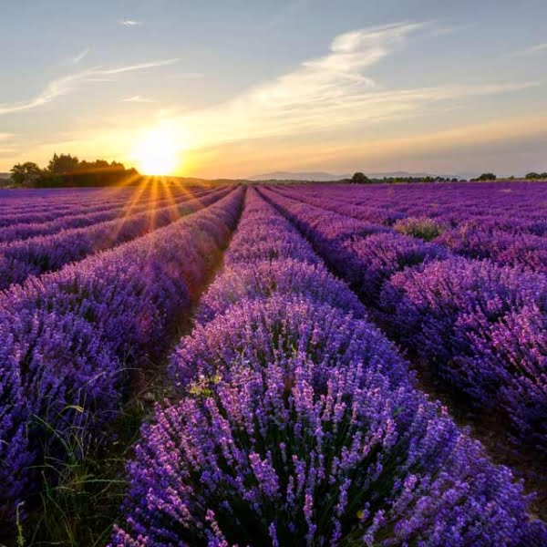 Lavender Fields - Room/Linen Spray