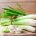 Lemongrass - Room/Linen Spray