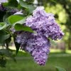 Lilac - 11oz Candle
