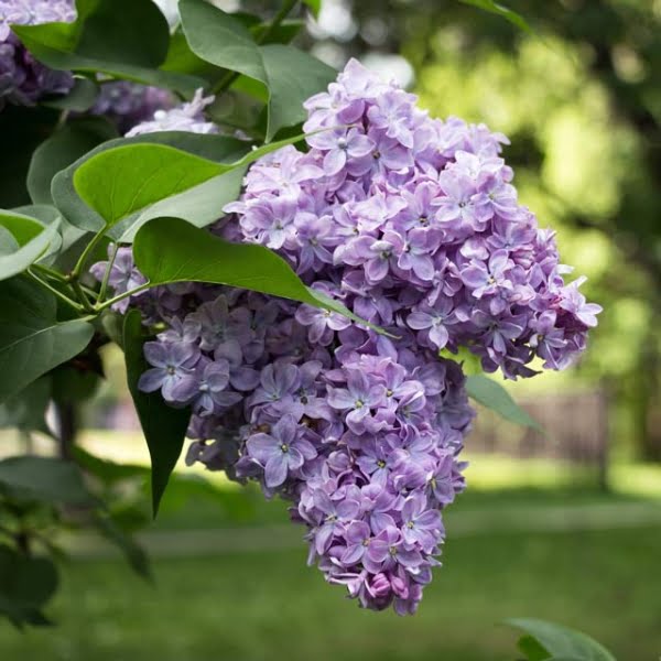 Lilac - Room/Linen Spray