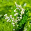 Lily of the Valley - 11oz Candle