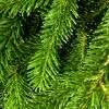 Pine Needles - Room/Linen Spray