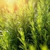Rosemary - Room/Linen Spray