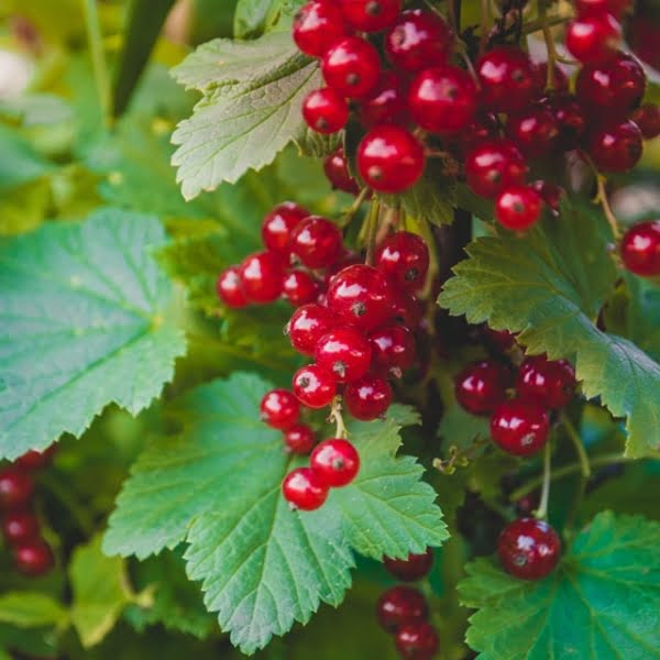 Wild Currant - Reed Diffuser