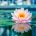 Water Lily - 11oz Candle