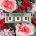 Cincy in Bloom 3-Pack