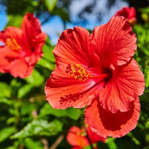 Hibiscus - 11oz Candle