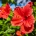 Hibiscus - Room/Linen Spray